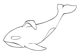 orca-drawing